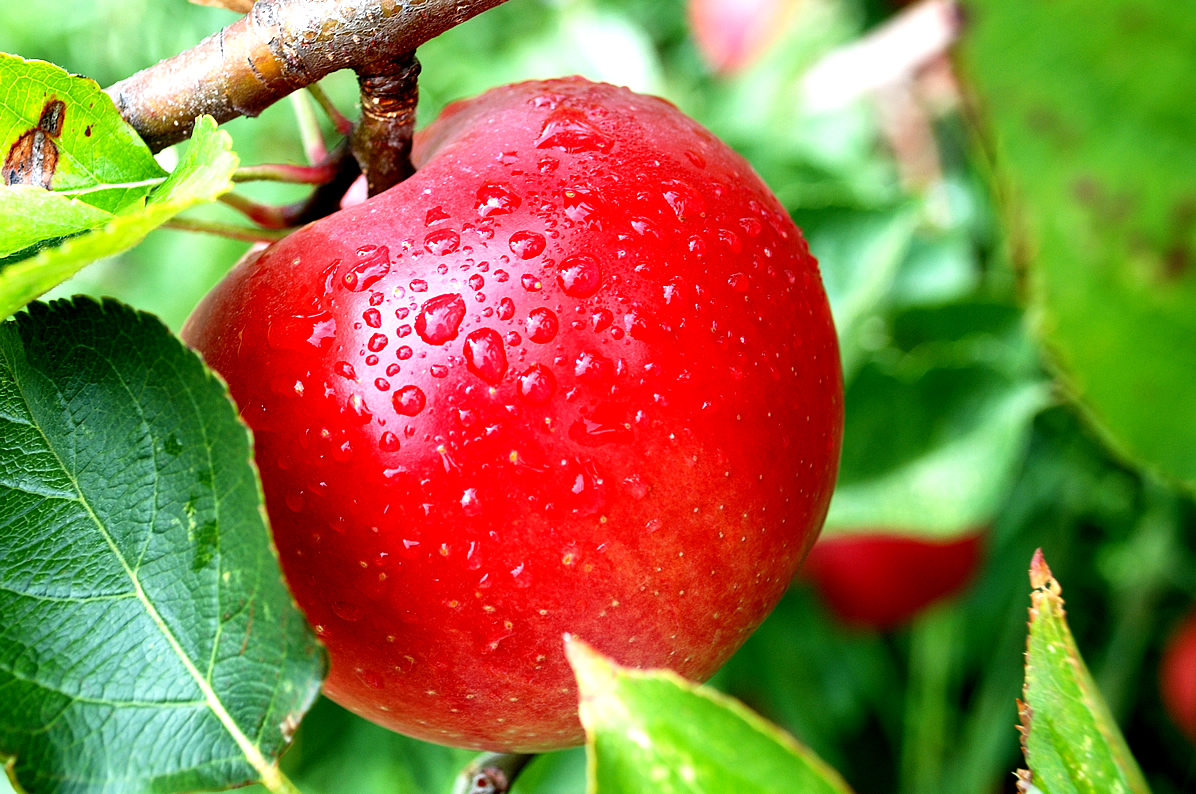Vitamin C cùng những khoáng chất khác chứa trong táo giúp trị môi thâm hiệu quả nếu chị em dùng đều mặt nạ táo cho môi và bổ sung thêm nước ép loại trái cây này.