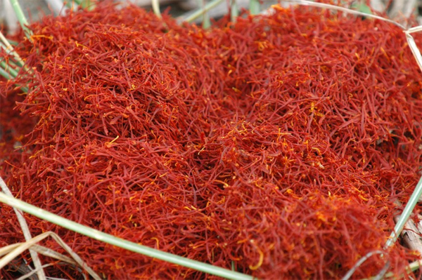 Saffron hay còn gọi là nhụy hoa nghệ tây, là một loại gia vị của Ấn Độ mệnh danh quý hiếm và hảo hạng nhất thế giới, được bán lẻ với mức giá từ 500 đến 5.000 USD.