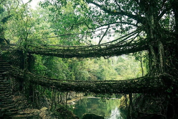 Cầu rễ cây (Cherrapunji, bang Meghalaya, Ấn Độ). Người dân ở đây đã kéo rễ của những cây đa búp đỏ ngang sông để tạo thành bộ khung đặc biệt. Theo thời gian, những cây cầu này trở nên kiên cố hơn.