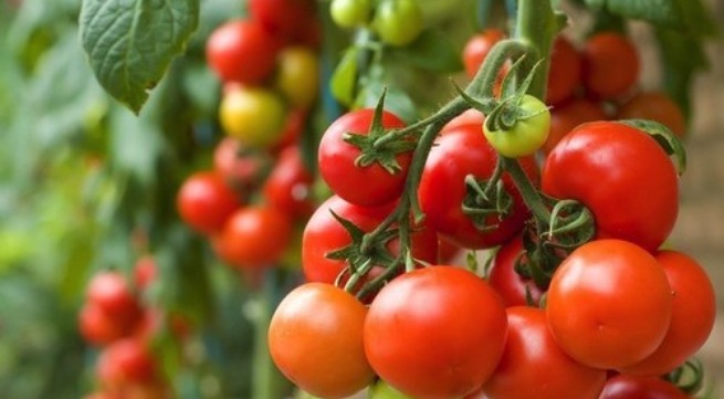Cà chua giàu vitamin A có ăn nhiều cà chua có tác dụng chống nắng cho da.
