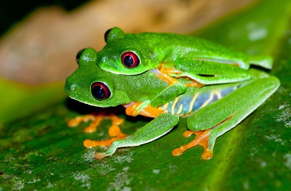 Theo các nhà nghiên cứu, tiếng kêu có nhịp điệu của những con ếch đực là tiêu chí để con cái chọn bạn tình qua đêm.