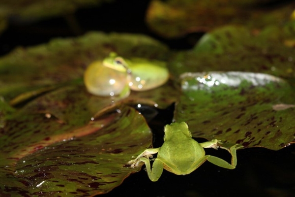 Khi ếch cái đồng ý quan hệ, ếch đực sẽ trèo lên lưng và ôm  chặt lấy phần bụng dưới của ếch cái.