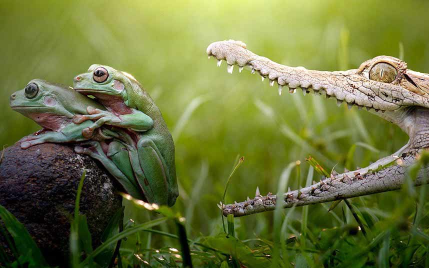 Trong tư thế cõng ghép đôi, ếch đực phóng tinh trùng của mình cho thụ tinh với trứng khi chúng được ếch cái thả xuống.