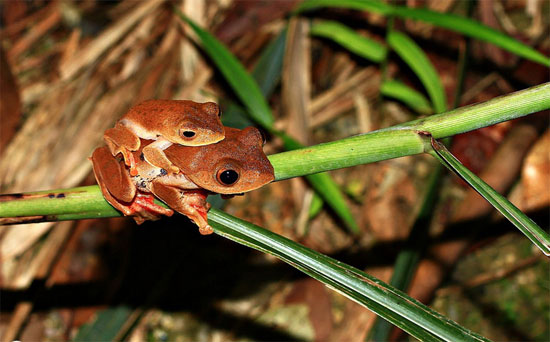 Sau khi cặp đôi ếch giao phối xong, con đực sẽ đi xung quanh nhằm tìm kiếm con cái khác giao phối tiếp. Ếch cái có thể giao phối thêm 1-2 lần trong suốt mùa giao phối.