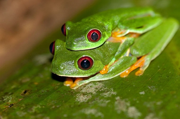 Để thu hút con cái, ếch cây đực sẽ phát ra tiếng kêu mời gọi. Tiếng kêu có thể cho con cái biết được thông tin về giới tính và giống loài của con đực cất tiếng. Đồng thời, đó cũng là thông báo để các con đực khác tránh xa.