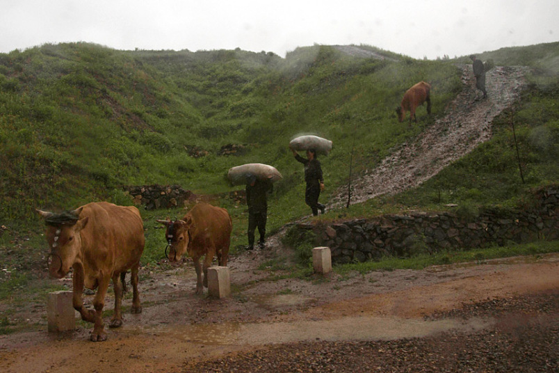 Nông dân đi dưới mưa cùng với gia súc của họ ở thị trấn Hyesan.