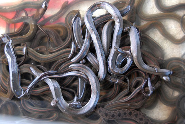Để làm ra sản phẩm khô rắn, người dân phải chọn những con rắn tươi sống được lột da lấy thịt. Bình quân cứ 10 kg rắn sống cho ra 4 kg khô rắn.