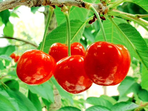 Trái cherry là một 'thầy thuốc' tự nhiên rất tốt cho sức khỏe, bởi trong nó có chứa rất nhiều vitamin C. Trái cherry giúp tăng khả năng miễn dịch, giúp ngăn ngừa viêm nhiễm, và hỗ trợ cho giấc ngủ của bạn.