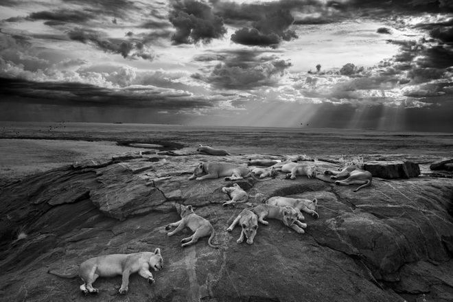 Bức ảnh đen trắng ghi lại hình ảnh bầy sư tử nằm nghỉ ngơi thư thái đã đánh bại hơn 42.000 bài dự thi tới từ 96 quốc gia trên thế giới để giành giải thưởng cao nhất. (Ảnh: Michael ‘Nick’ Nichols)