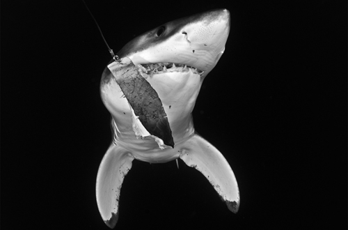 Hình ảnh con cá mập trắng đang chiến đấu đến phút cuối cùng để thoát khỏi 1 chiếc móc câu ngoài khơi vịnh Magdalena trên bờ biển Thái Bình Dương. (Ảnh: Rodrigo Friscione Wyssmann)