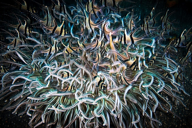 Bức ảnh tự nhiên đẹp nhất miêu tả đàn cá bơi xung quanh san hô của Patrik Bartuska.