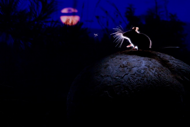 Bức ảnh đẹp nhất về động vật có vú: Hình ảnh về chú chuột của Alex Badyaev.