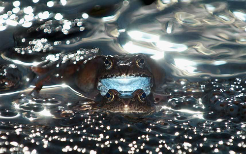 Hình ảnh những con ếch trong mùa giao phối. Bức ảnh chiến thắng ở hạng mục 15 đến 17 tuổi. (Ảnh: Anton Lilja)