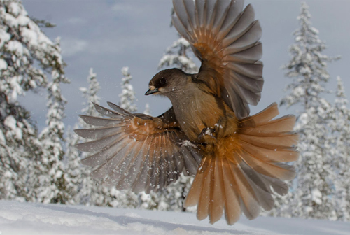 Góc chụp độc đáo này đã cho thấy rõ màu sắc tuyệt đẹp của chim giẻ cùi Siberia trên nền tuyết trắng. Bức ảnh nằm trong hạng mục 15 – 17 tuổi. (Ảnh: Edwin Sahlin)