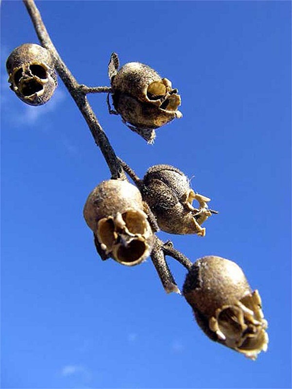 Thế nhưng khi những bông hoa chết đi, chúng để lại phần vỏ cuống rất kỳ quái, trông giống như những chiếc sọ người chết tí hon.