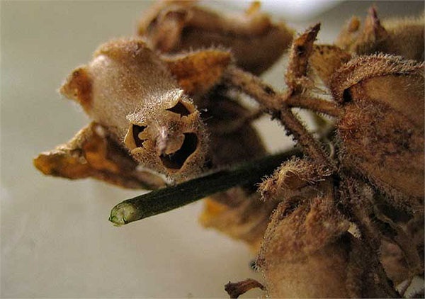 Một số địa phương còn gọi chúng là cây Sọ rồng, cũng chính vì hình dạng rùng rợn của bông hoa khi đã chết này.