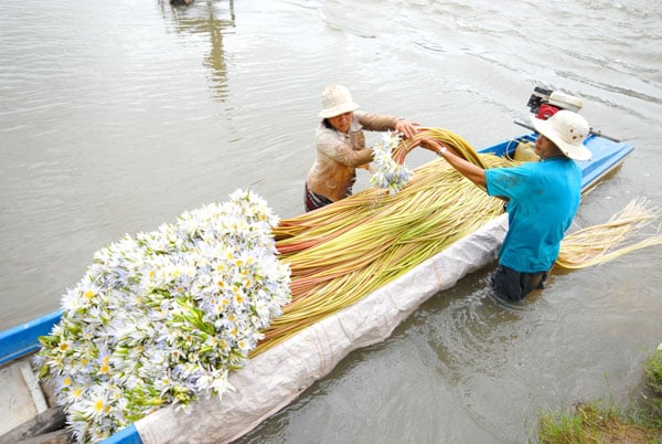 Loài cây này vươn lên theo nước lũ, nước càng dâng cao thì cuống lá, cọng càng dài.