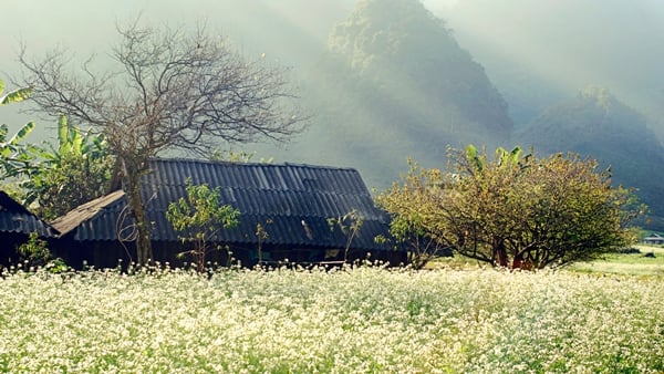 Vẻ đẹp trong lành, yên bình giữa thảo nguyên bạt ngàn cải trắng.