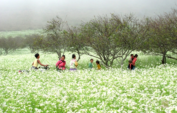 Ở Mộc Châu, hoa được trồng kín cả một quả đồi, kéo dài từ thung lũng này đến chân núi nọ, khắp không gian rộng lớn được phủ bằng một màu trắng tinh khôi của hoa cải.