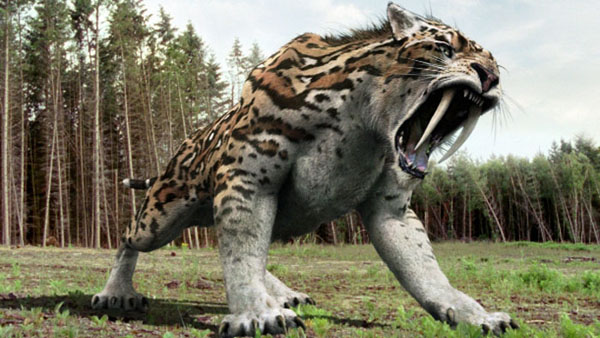 Hổ răng kiếm tồn tại trong thời gian khá dài từ 2,5 triệu – 10.000 năm trước, nặng tới 336 kg và có hàm răng nanh sắc nhọn, dài như một thanh đoản kiếm.