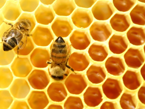 Dùng mật ong bôi lên mặt sẽ giúp trị mụn, tan vết thâm.