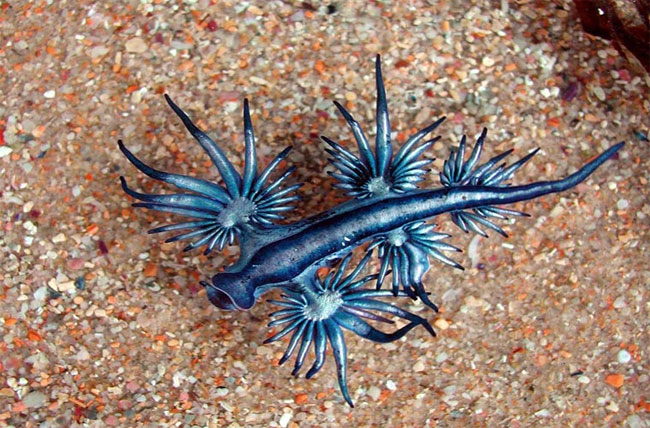 Loài rồng xanh, còn có tên là ốc sên biển xanh, hay có tên khoa học là Glaucus Atlanticus.