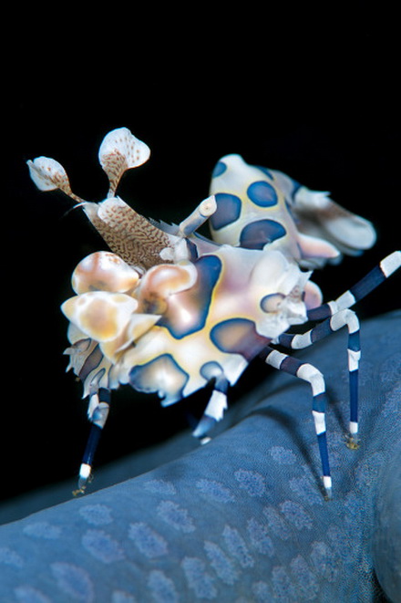 Một con tôm harlequin ở Bitung, North Sulawesi, Indonesia.