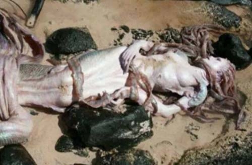 Tháng 8/2014, có thông tin cho rằng 'xác nàng tiên cá' bằng xương bằng thịt với khuôn mặt nhợt nhạt, đuôi dài, nhiều vây được tìm thấy ở Philippines.