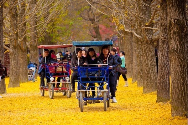 Những thảm lá vàng rực rỡ thu hút khách du lịch.