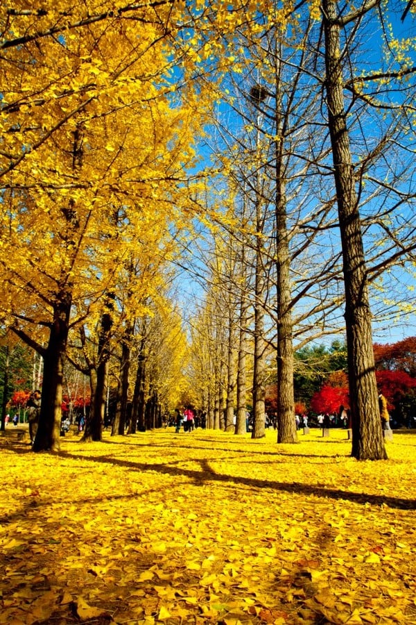 Mùa Thu Hàn Quốc cực kỳ đẹp với những hàng hạnh ngân vàng rực.