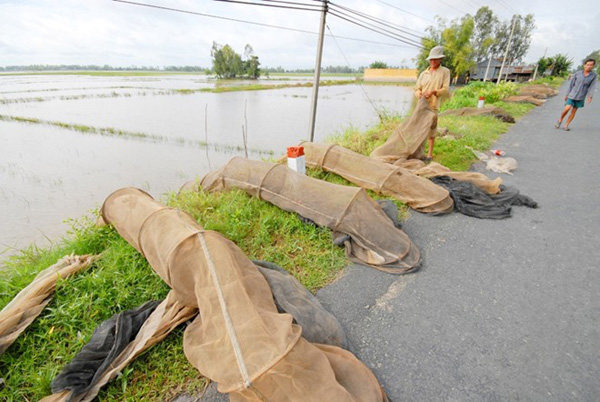 Nước lũ thời điểm này đã lên đồng, các hộ dân ở Đồng Tháp, An Giang và Cần Thơ cũng sẵn sàng xuồng, lưới, câu… cho mùa đánh bắt cá linh.