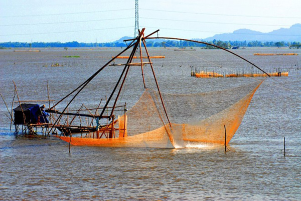 Cá linh thường có giá cao nhất vào đầu mùa, vì lúc này cá còn nhỏ hơn ngón tay út, ăn rất ngon và có thể chế biến nhiều món như kho lạt với me, nấu canh chua bông điên điển, chiên với bột hoặc làm chả....