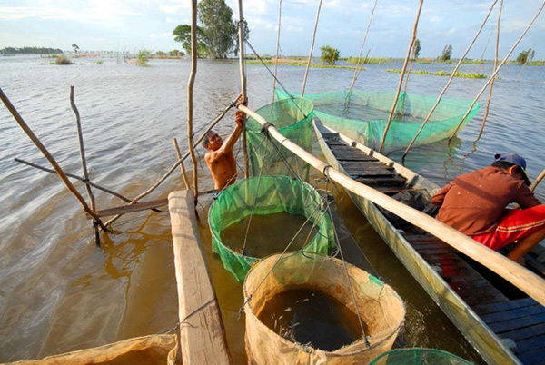 Thông thường cá linh chỉ đắt hàng khi còn sống, nên để vận chuyển về các chợ hoặc đi xa hơn như về các tỉnh khác của đồng bằng sông Cửu Long,  TP.HCM, người bán phải dùng bình oxy để 'dưỡng' cho cá sống.