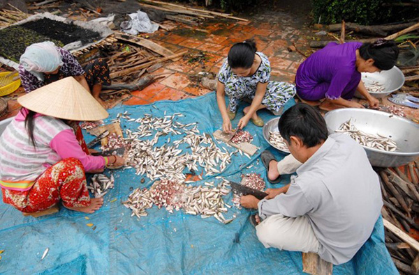 Ngoài cá nhỏ chế biến các món ăn, cá linh loại lớn rẻ hơn được sử dụng làm mắm.