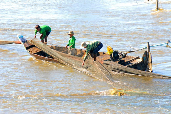 Ngư dân huyện An Phú – An Giang đánh bắt cá linh đầu mùa bằng lưới đáy ở nơi nước chảy xiết. Với cách đánh bắt này, 3-4 lao động có thể thu từ  1-2 tấn cá linh non mỗi ngày.