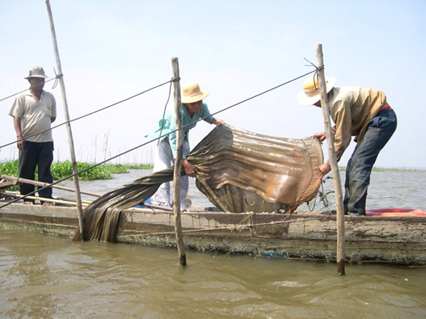 Ngoài lưới đáy, phương tiện thông dụng nhất để săn cá linh là dớn hay đú, loại lưới cước có chiều dài từ 100-150m, được đặt trên những cánh đồng trong mùa lũ. Một bộ dụng cụ này có thể sử dụng 2-3 mùa.