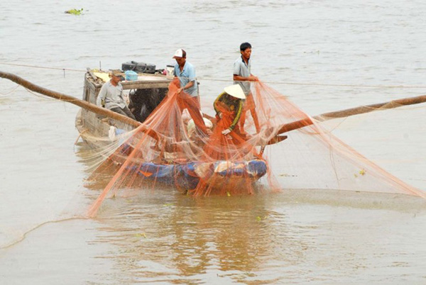 Vào lúc cao điểm, có hộ gia đình mỗi ngày đánh bắt được gần 100kg cá linh.