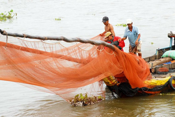 Cá linh mang lại nguồn lợi rất lớn trong mùa lũ nên người dân tùy theo điều kiện đều tập trung đầu tư ngư cụ để khai thác.