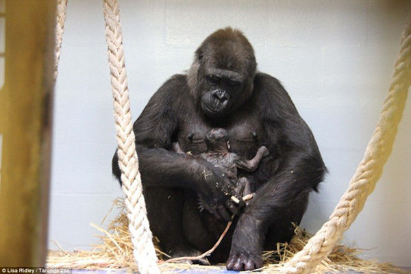 “Cậu bé” khỉ con mới 3 ngày tuổi bám chặt lấy mẹ.