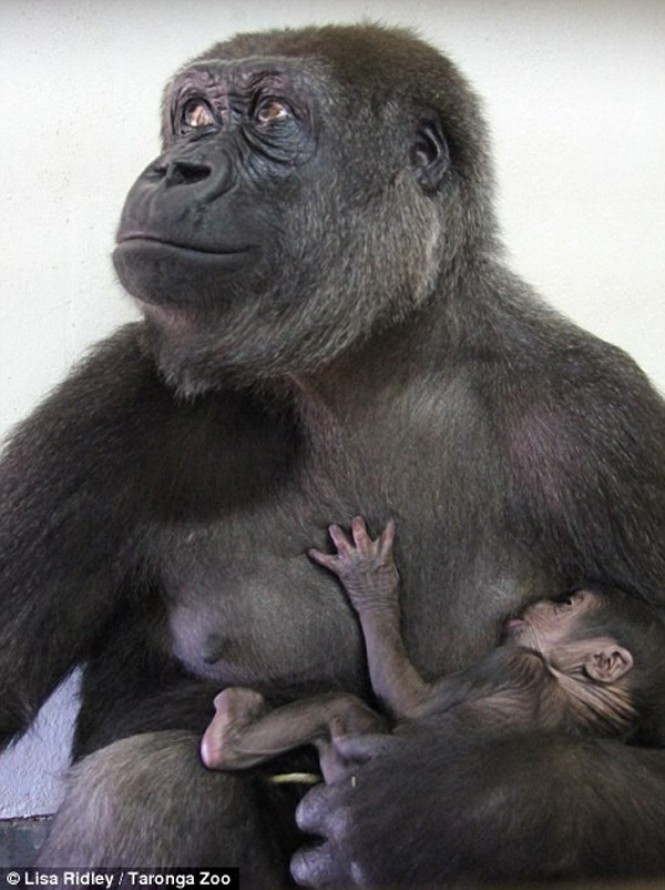 Chú khỉ con tận hưởng dòng sữa nóng hổi của mẹ.