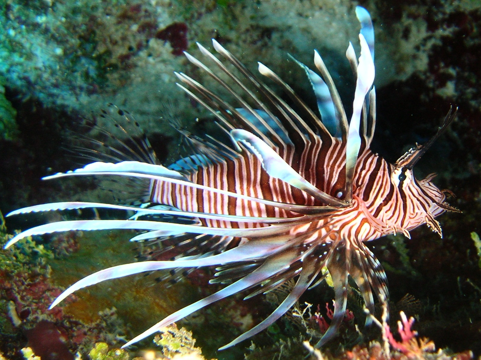 Loài cá này sinh sống trong các rạn san hô.