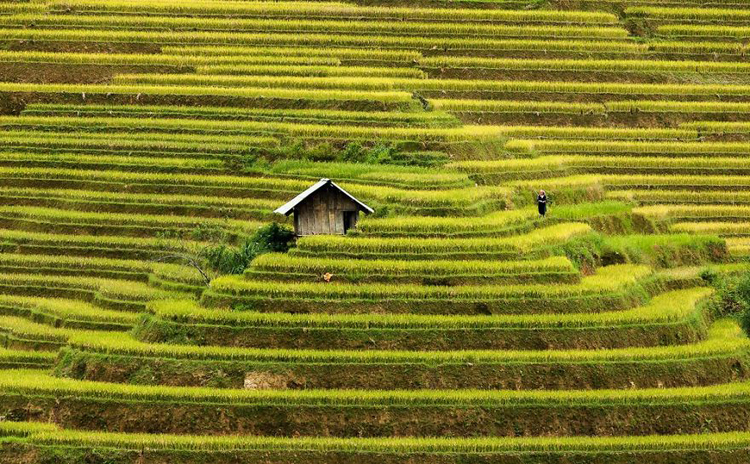 Túp lều lọt thỏm giữa những cung ruộng bậc thang vàng óng ở Mù Căng Chải (Yên Bái, Việt Nam).
