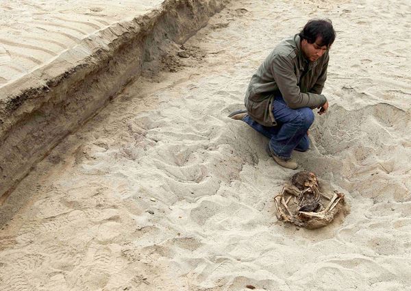 Mới đây, nhà khảo cổ, nhân chủng học John Verano thuộc ĐH Tulane đã phát hiện ra lời giải bí ẩn của khu mộ tập thể được khai quật ở làng Huanchaquito, Chimú, Peru.