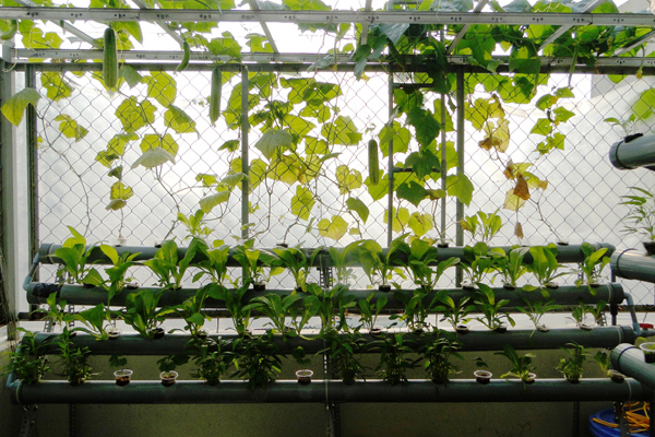 Hệ thống thủy canh kết hợp trồng rau ăn lá và rau ăn quả