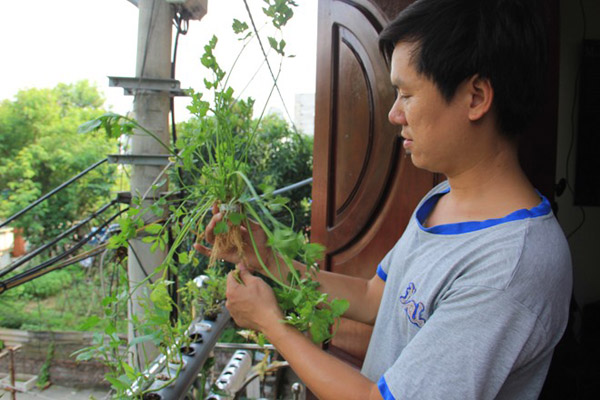Ban công chưa đầy 2m2, nhưng gia đình anh Nguyễn Hiểu Biết (Mai Dịch, Hà Nội) vẫn có đủ rau sạch ăn hàng ngày.