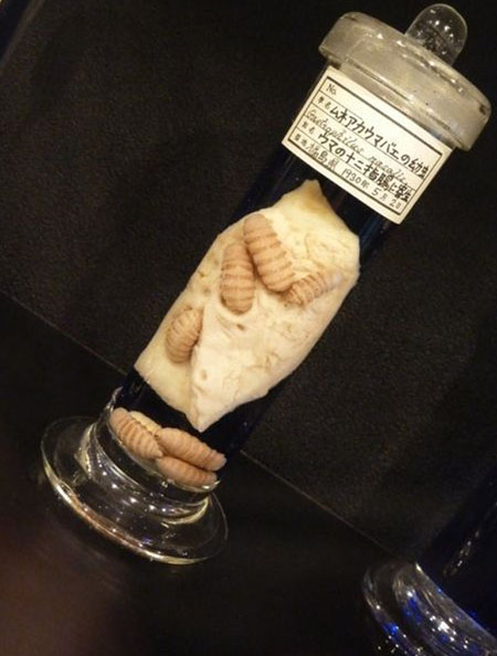 Mở cửa vào năm 1953, Meguro Parasite tại Tokyo, Nhật Bản là bảo tàng ký sinh trùng duy nhất trên thế giới với hơn 45.000 hiện vật.