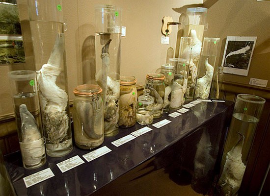 Bảo tàng trưng bày dương vật ở Iceland là một trong những bảo tàng độc, dị nhất trên thế giới. Nơi đây trưng bày cấu tạo dương vật của hơn 100 loài động vật có vú trên thế giới.