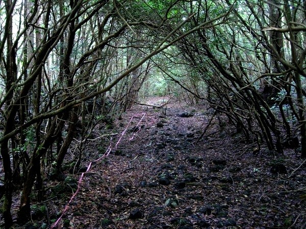 Được nhắc đến với tên gọi 'Nơi hoàn hảo để chết' trong cuốn sách 'Những hướng dẫn đầy đủ để tự vẫn' của nhà văn Wataru Tsurumui, Aokigahara là một khu rừng nhỏ tối tăm dưới chân núi Phú Sĩ.