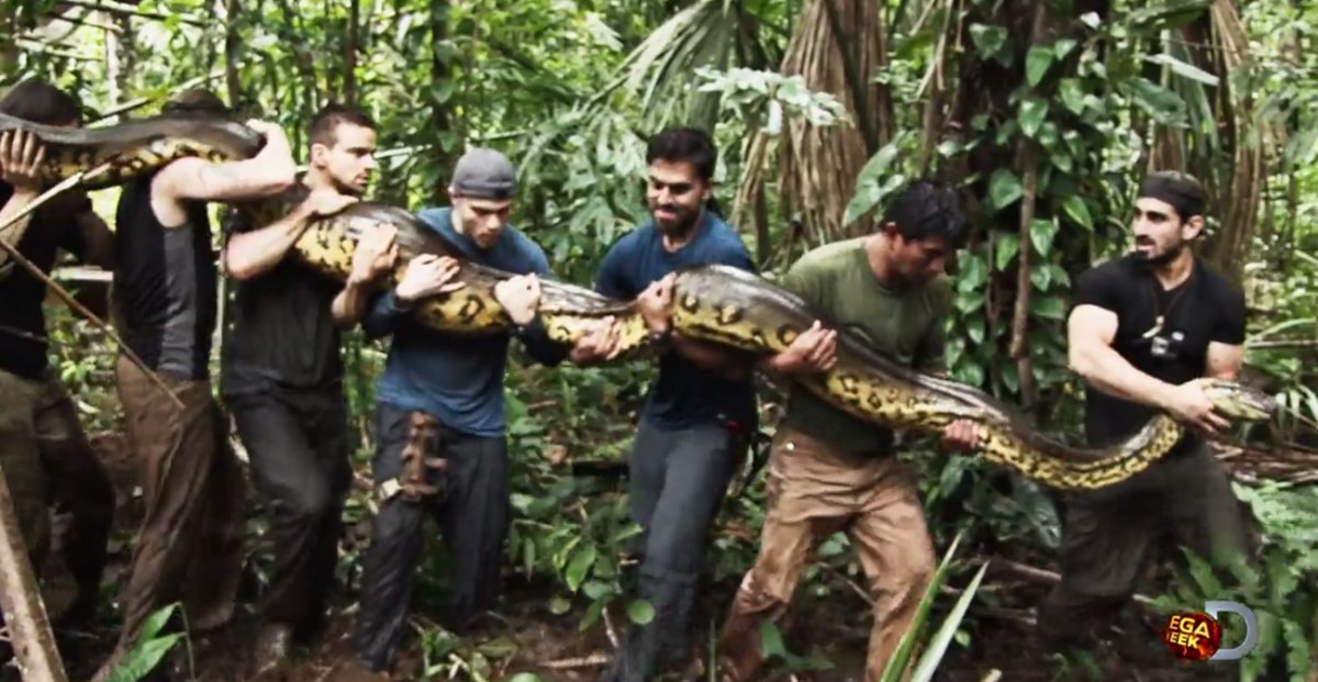 Anaconda là loài trăn lớn nhất thế giới, sống chủ yếu trong rừng Amazon, có thể phát triển tới chiều dài 9m.