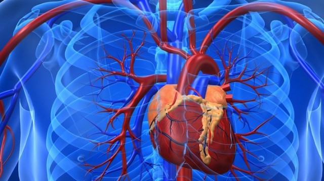 Trái tim mạnh mẽ. Trong một ngày, trung bình trái tim đập khoảng 100.000 lần để vận chuyển hơn 7.500 lít máu đi nuôi cơ thể.